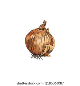 Hand drawn colorful whole onion with roots sketch style, vector illustration isolated on white background. Black outline design element, farm healthy organic product