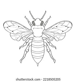 Hand Drawn Coloring Book Insects Bumblebee vector illustrations, drawing, engraving, ink, line art.