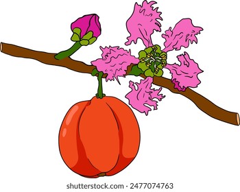 Hand drawn coloring red acerola berry, barbados cherry, Malpighia emarginata. Illustration of exotic superfood, fruits.	