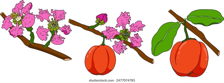Hand drawn coloring red acerola berry, barbados cherry, Malpighia emarginata. Illustration of exotic superfood, fruits.	