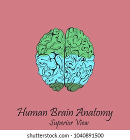 Hand Drawn Coloured Human Brain in Superior View on the Pink Background with the Inscription. Human Anatomy Vector. Free Hand Style Vector.