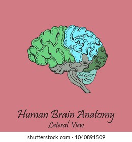 Hand Drawn Coloured Human Brain in Lateral View on the Pink Background with the Inscription. Human Anatomy Vector. Free Hand Style Vector.