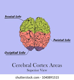 Hand Drawn Coloured Human Brain on Colored Background with the Caption of Brain Areas or Lobes. Cerebral Cortex Areas.  Free Hand Style Vector.