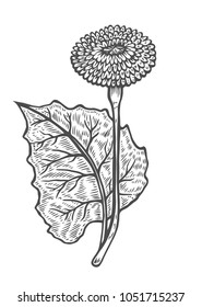 Hand drawn of Coltsfoot in engraving style. Vector images of medicinal plants. Detailed botanical illustration for your design. Biological additives are. Healthy lifestyle.