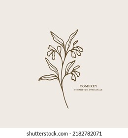 Hand drawn comfrey branch illustration