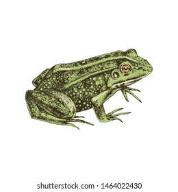 Hand drawn common water green frog isolated on white background. Vector illustration in retro style