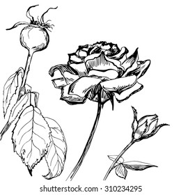 Hand drawn composition of roses, buds and leaves