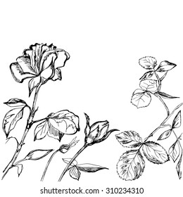 Hand drawn composition of roses, buds and leaves