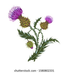 Hand drawn composition of a thistle flower. Milk Thistle isolated on white. Vector botanical illustration.