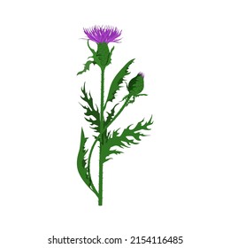 Hand drawn composition of a thistle flower. Milk Thistle isolated on white. Vector botanical illustration.