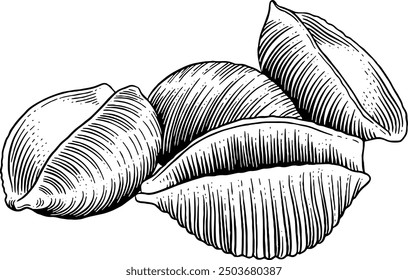 Hand drawn Conchiglie Pasta Shells Sketch Illustration