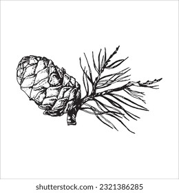 ilustración de cono dibujado a mano, elementos forestales, diseño de tato, cono dibujado a mano, ilustración de agujas
