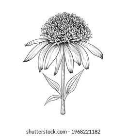 774 Coneflowers drawing Images, Stock Photos & Vectors | Shutterstock