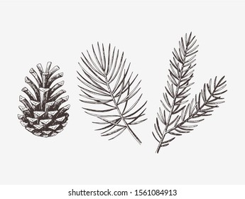 Hand drawn conifer branches and cones. Vector illustration of spruce and pine 