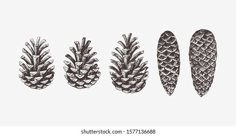 Hand drawn conifer cones. Vector illustration of spruce and pine cones