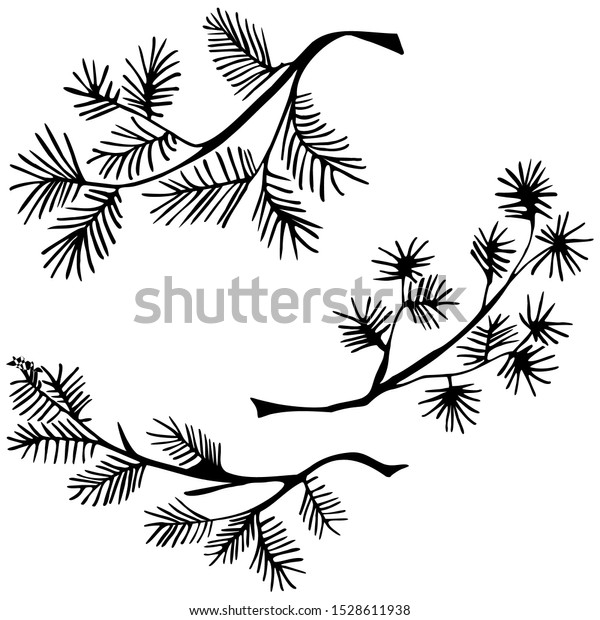 手描きの針葉樹の枝 白黒の植物イラスト グラフィックデザインエレメント ベクター画像 のベクター画像素材 ロイヤリティフリー