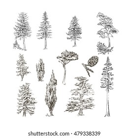 Hand drawn conifer tree silhouettes on the white background isolated