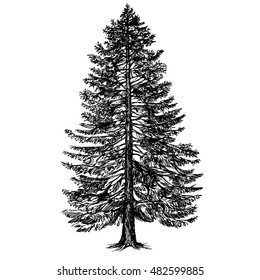 Hand drawn coniferous tree.