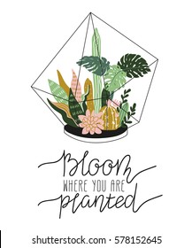 Hand drawn  contained tropical house plants. Scandinavian style illustration, home decor. Vector print design with terrarium and lettering - 'bloom where you are planted'.