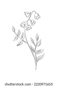 Hand drawn continuous line drawing bluebell flower. Minimalist prints. Herb drawing.