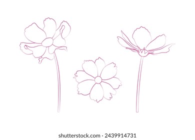 Hand drawn continuous line drawing of cosmos flowers. Vector illustration.