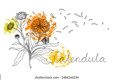 Hand Drawn Contour Botanical Illustration Of Calendula Flower, Leaves And Petals In Vector