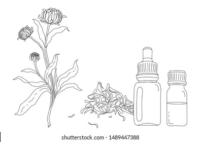 Hand drawn contour botanical illustration of Calendula flower, leaves, petals and bottles of oil or tincture in vector