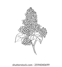 Hand drawn contour drawing of a blooming lilac branch. Sketch of lilac blossom branch isolated on white background.