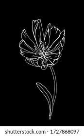 Hand drawn contour flower chicory  in chalk on blackboard. White outline flower on black background. Vector stock illustration.