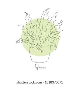 Hand drawn contour line drawing illustration of a asplenium plant with text on a white background, vector