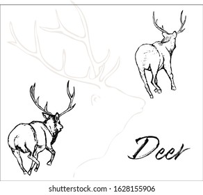 Hand drawn contours and silhouettes of running deer. Vector illustration animal. Design for paper, interiors, t-shirts, logos, brochure, banners and more.