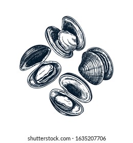 Hand drawn cooked clam shells illustrations. Vector package, banner, logo, menu, recipe design elements. Edible marine mollusks. Realistic hard clams sketched isolated on white.