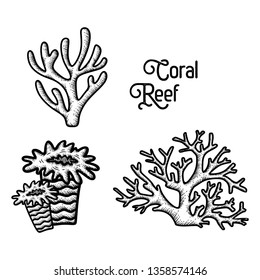 Hand Drawn Coral