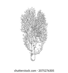 Hand drawn coral reef element in engraved sketch style, vector illustration isolated on white background. Icon of exotic underwater life for marine design.