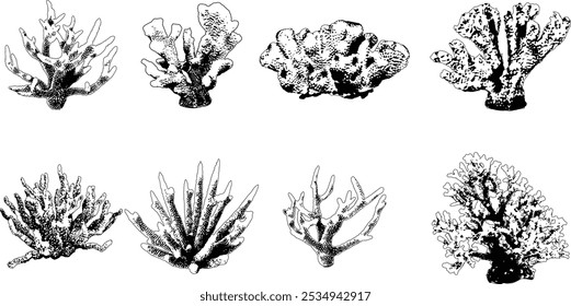 Recife de Coral desenhado à mão. Ilustração do vetor da flora de recife subaquático isolado no fundo branco. Conjunto de silhueta de coral