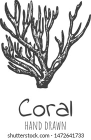 Hand drawn coral, sketched vector design.