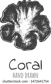 Hand drawn coral, sketched vector design.