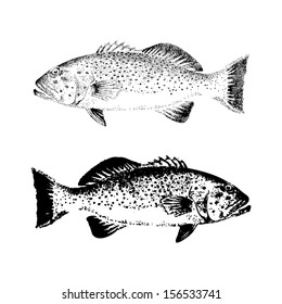 Hand Drawn Coral Trout