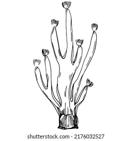 Corales dibujados a mano aislados en blanco. Dibujo de esbozo