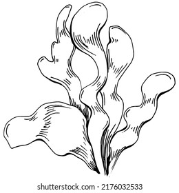 Hand drawn corals isolated on white. Sketch drawing