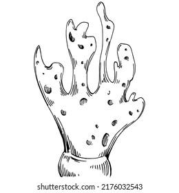 Hand drawn corals isolated on white. Sketch drawing