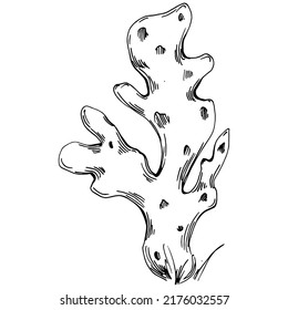Corales dibujados a mano aislados en blanco. Dibujo de esbozo
