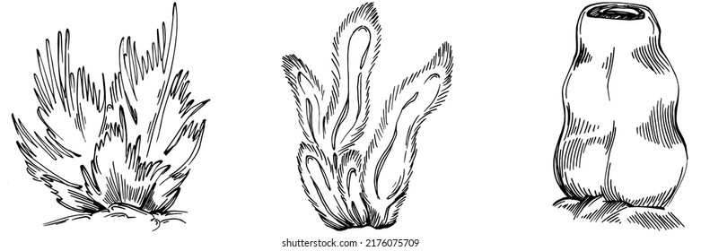 Hand drawn corals isolated on white. Sketch drawing