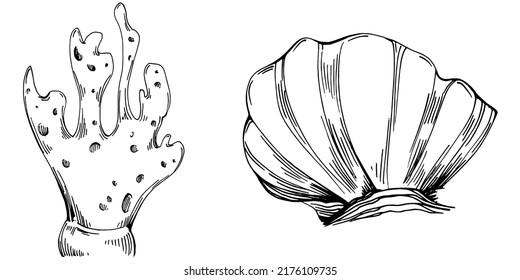 Hand drawn corals isolated on white. Sketch drawing