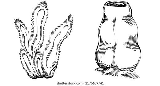 Hand drawn corals isolated on white. Sketch drawing
