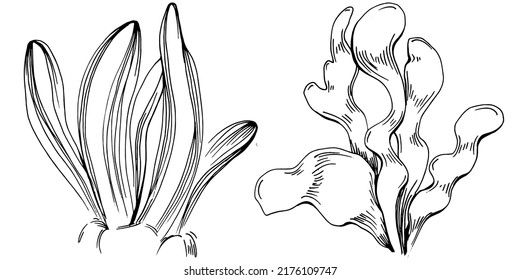 Hand drawn corals isolated on white. Sketch drawing