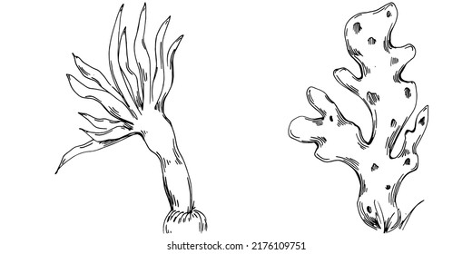 Hand drawn corals isolated on white. Sketch drawing