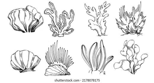 Hand drawn corals isolated on white. Sketch drawing