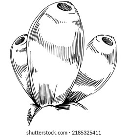 Corales dibujados a mano aislados en blanco. Dibujo de esbozo