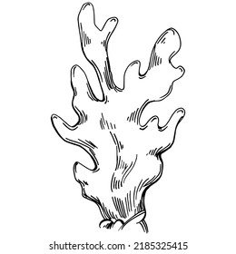 Hand drawn corals isolated on white. Sketch drawing